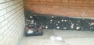 Найдена кошка в Слуцке — Минск. ⚠ КОШКА С КОТЯТАМИ В КОРОБКЕ НА УЛИЦЕ! SOS! 🆘