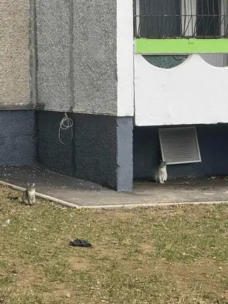 Пропала кошка в Слуцке — Минск. Пост - шанс🙏SOS! КОТЕНОК ИЩЕТ ДОМ! В ДАР! ПЕРЕДЕРЖКУ!