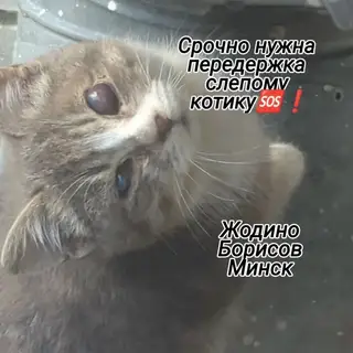 Найдена кошка в Слуцке — Repost @krainakahannia with @let.repost