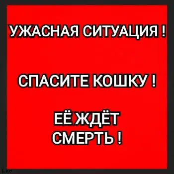 Найдена кошка в Гомеле — Уважаемые" колхозники! 😡