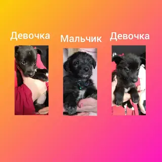 Найдена собака в Гомеле — Помогаю информационно!!!!