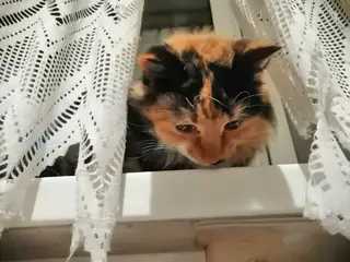 Найдена кошка в Гомеле — ИЩЕМ СЕМЬИ ДЛЯ КОТЕНКА И ЕЕ МАМЫ 🏡🐾