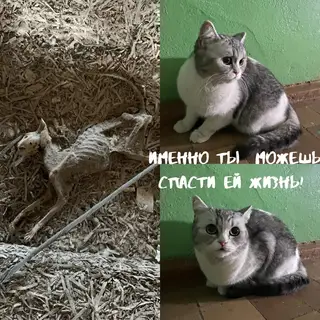 Найдена кошка в Гомеле — По адресу Жемчужна 7(2 подъезд) найдена кошка,очень напугана - потерялась или выгнали. Сейчас сидит в…