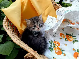 Найдена кошка в Гомеле — Котята в добрые руки
