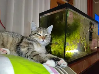 Найдена кошка в Гомеле — Это настоящий тигр! Да-да, вам не послышалось , именно! Мируша такая!