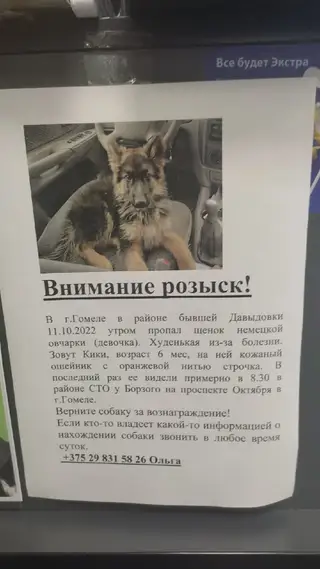 Найдена собака в Гомеле — Здравствуйте! Щенок не найден. Фото с ребенком сделаны за пару дней до потери.