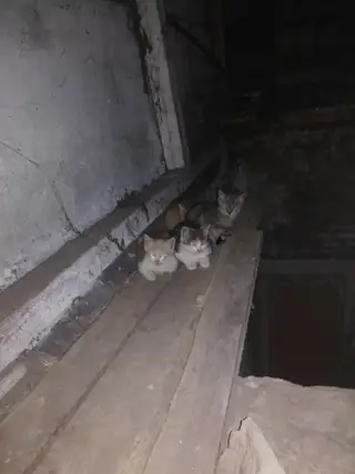 Найдена кошка в Гомеле — Здравствуйте