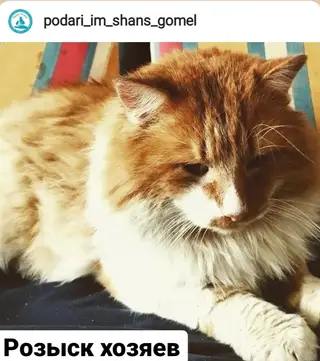 Найдена кошка в Гомеле — ИЩЕМ ХОЗЯЕВ!