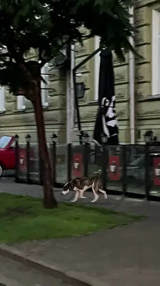 Найдена собака в Гомеле — На углу Советской и Крестьянской замечена потеряшка