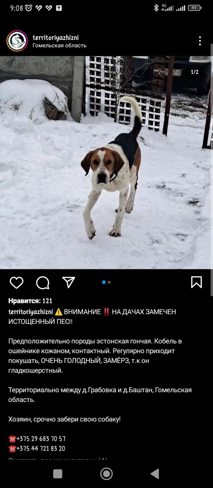 Найдена собака в Гомеле — На дачах прибился пёс. ИЩЕМ СТАРЫХ и новых хозяев!