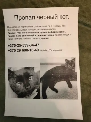 Пропала кошка в Гомеле — Убежал котик. Просьба помочь, если встретите. +375296981649 Ольга