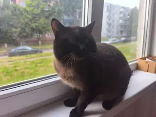 Найдена кошка в Гомеле — фото объявления