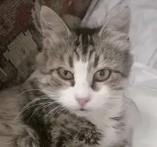 Найдена кошка в Гомеле — На даче в Цыкунах была брошена кошечка.Она познала все тяготы уличной жизни предательство,холод…
