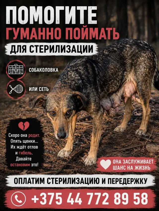 Найдена собака в Гомеле — Гомель 🆘 Уже столько раз писали о помощи и все безрезультатно. Никто не отозвался. Эта бедная собака…