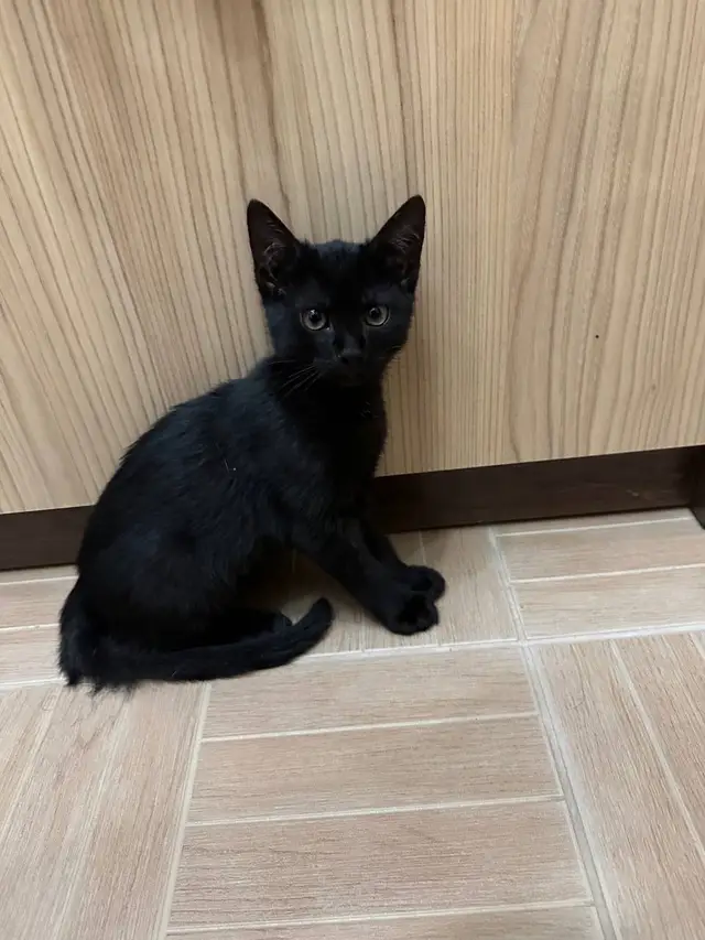 Найдена кошка в Бресте — Добрый день, нашли котенка возле тц Корона на московской, помогите найти дом, у себя к сожалению…