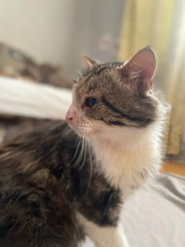 Найдена кошка в Бресте — Ищет дом замечательный котик 🐈