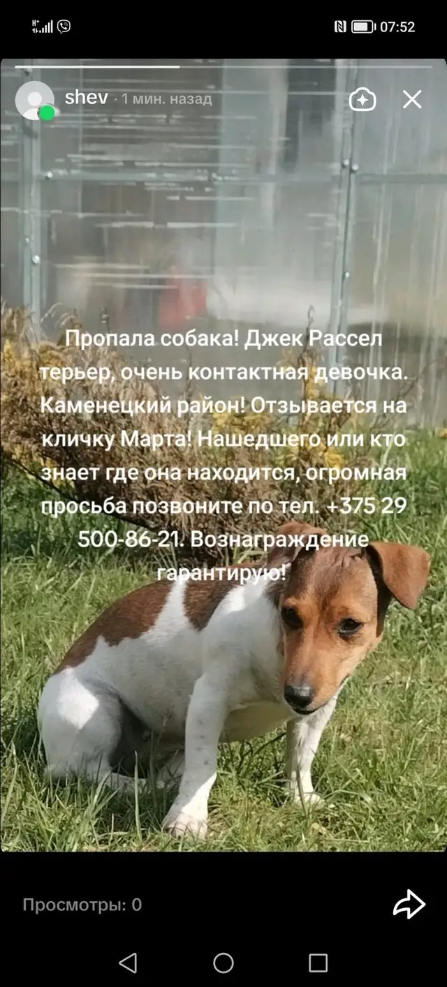 Пропала собака в Бресте — фото объявления