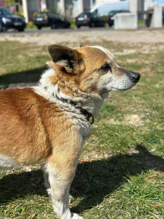 Найдена собака в Бресте — Срочно ищет дом малыш Рыжик🧡