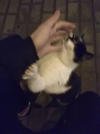 Найдена кошка в Гродно — Может кто потерял котика? Между Ольшанкой и Южным уже долго возле остановки сидит