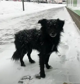Найдена собака в Гродно — СРОЧНО!!! На Ольшанке замерзает маленький пёсик. Добрый и спокойный малыш. Заглядывает в глаза всем…