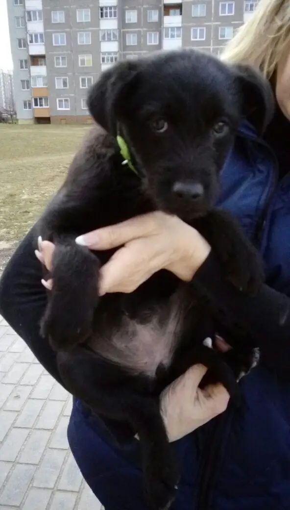 Найдена собака в Гродно — Кто потерял собаку? Черный щенок (девочка) бегает на остановке по ул. Лиможа, с зеленым ошейником…