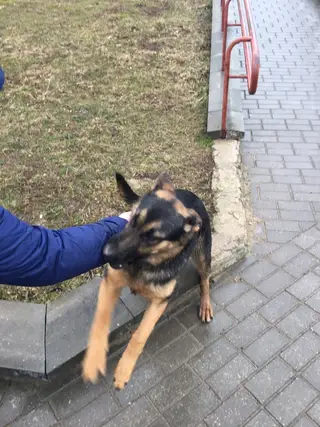 Найдена собака в Гродно — В районе Малыщинской улицы, девятовка, возле 10-го дома и магазина «Рублевский» бегает щенок немецкой…