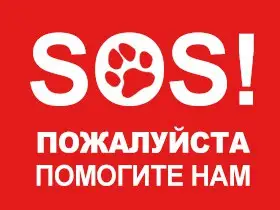 Найдена кошка в Гродно — фото объявления
