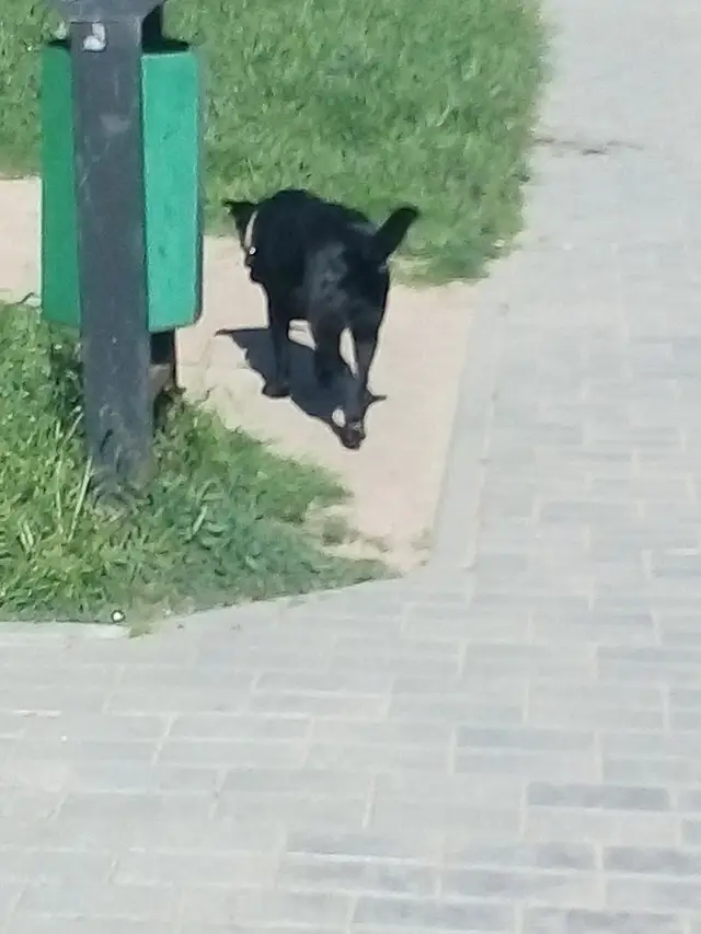 Пропала собака в Гродно — фото объявления