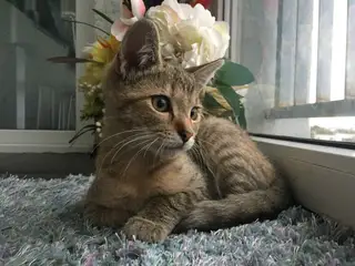 Найдена кошка в Гродно — Ищет старых или новых хозяев замечательный котенок!! Был найден около метро Фрунзенская, скорее всего…