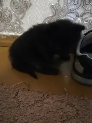 Найдена кошка в Гродно — Срочно! Найден котенок, маленький, р-н Врублевского. Нужные добрые руки +375298247252