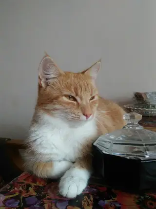 Найдена кошка в Гродно — Несколько дней назад пропала кошка , откликается на "Виски" , район Поповича , ул. Гонионская, может ее…