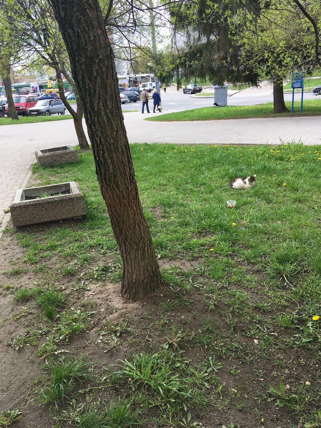 Пропала кошка в Гродно — В районе Я.Купалы 24 (около банка) сидит кошка. Каждый день приходит на клумбу, сидит там целый день…