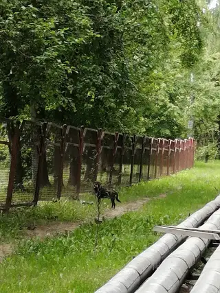 Найдена собака в Гродно — В районе БЛК бегала собака, с ошейником, очень пугливая. Судя по лапам, это мог быть большой щенок…