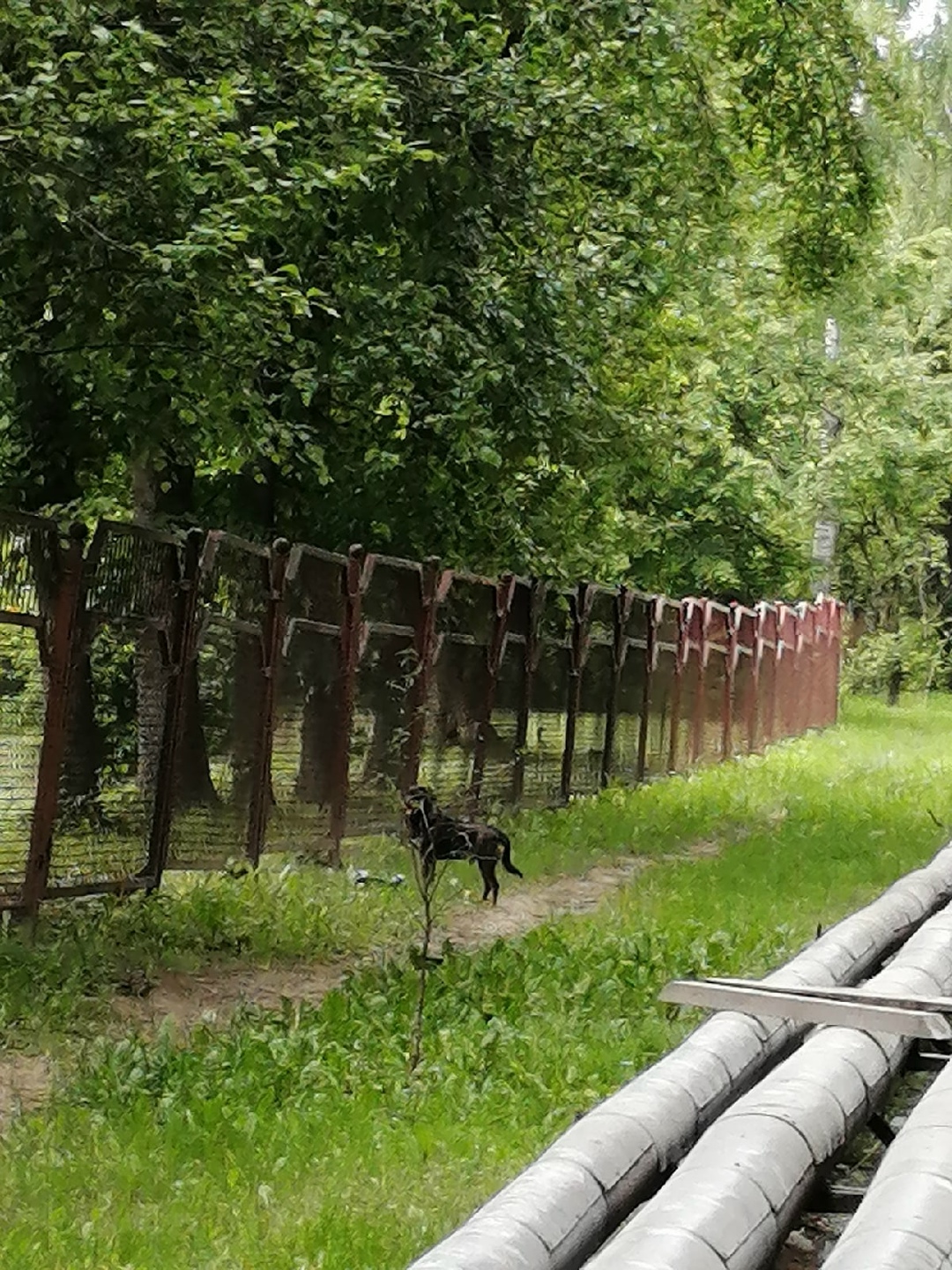 Найдена собака в Гродно — В районе БЛК бегала собака, с ошейником, очень пугливая. Судя по лапам, это мог быть большой щенок…