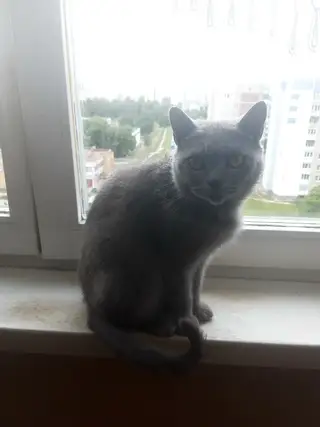 Найдена кошка в Гродно — фото объявления