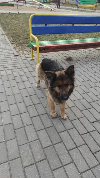 Найдена собака в Гродно — В районе ул.Кремко(Вишневец) бегает большой/юный друг. Добрый, игривый и ласковый пёс.
