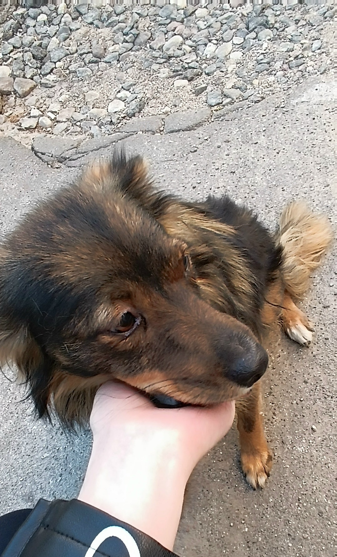 Найдена собака в Гродно — К людям прибилась собака Жулька,молодая очень ласковая девочка,нежный пушистик.Ищут дом,т.к не ладят с…