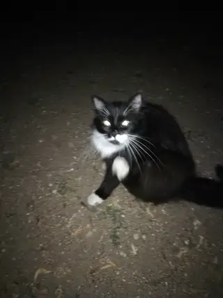 Найдена кошка в Гродно — Нижний Фолюш. Кто потерял кота (кошку)? Видно, что домашний, шесть аккуратная, чистая. 29-88-40-548