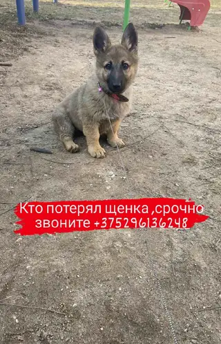 Найдена собака в Витебске — фото объявления