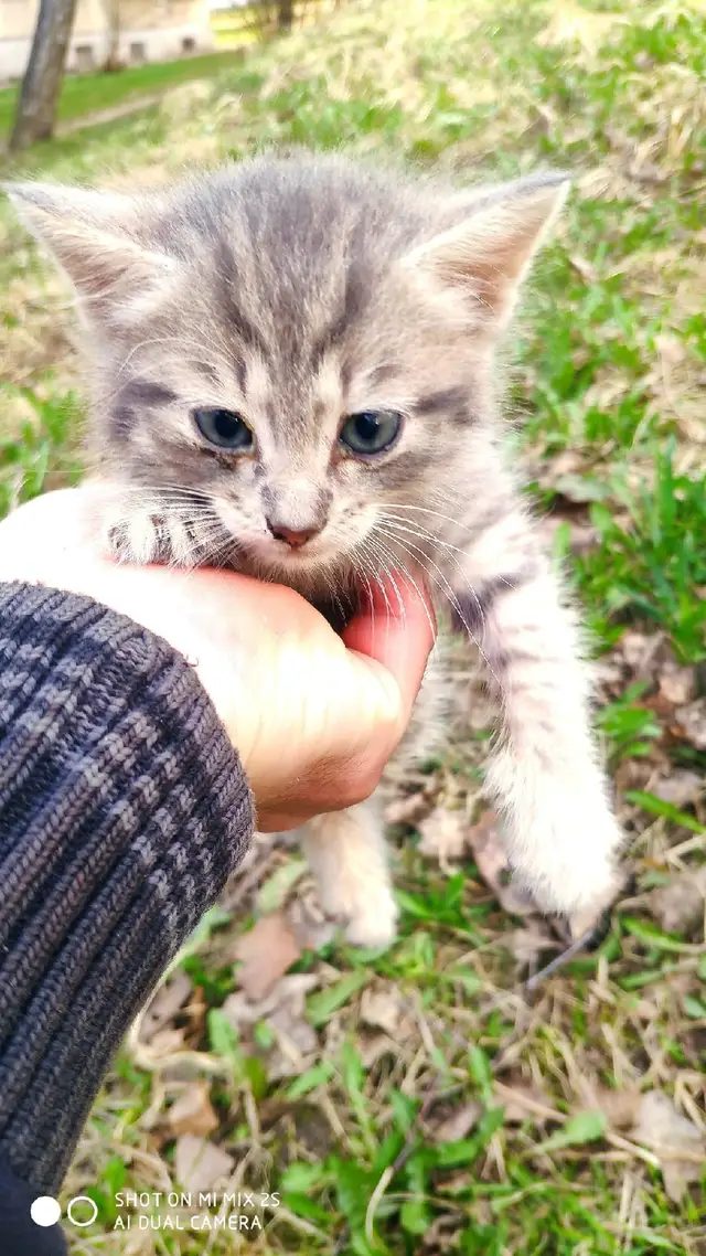 Пропала кошка в Витебске — Котик ищет свой дом...потеряшка..полчаса назад...отроду примерно 1 месяц ...находился в районе…