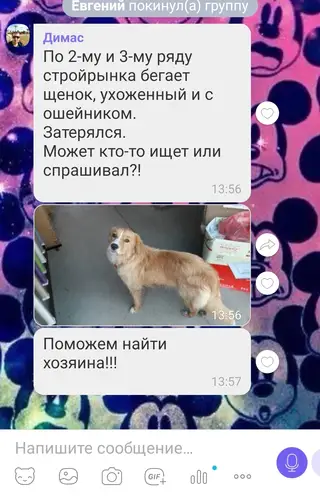 Найдена собака в Витебске — По Центральному рынку ( Московский за еврооптом)