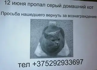 Пропала кошка в Витебске — Всем доброго дня!