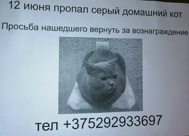 Пропала кошка в Витебске — Всем доброго дня!