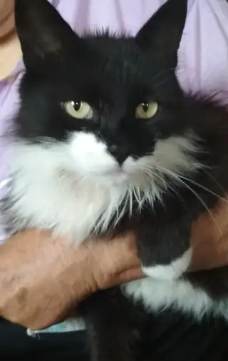 Найдена кошка в Витебске — SOS........SOS...SOS. !! СОСстрадание. Помогите найти новый дом для доброй и ласковой кошечки! Нюша…