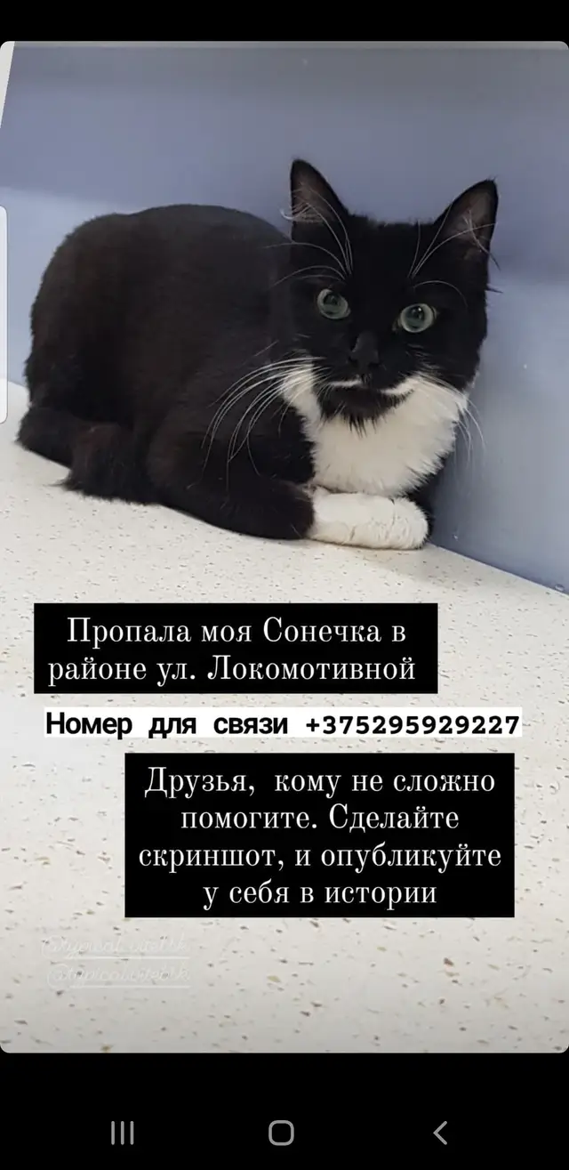 Пропала кошка в Витебске — Всех здравствуйте! Прошу помощи, может кто увидит мою кошечку, пропала не далеко вокзал, полоцкий…
