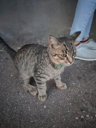 Найдена кошка в Витебске — В районе Билево-2 найден маленький котенок с зелёным ошейником. Ищу старых или НОВЫХ хозяев, или…