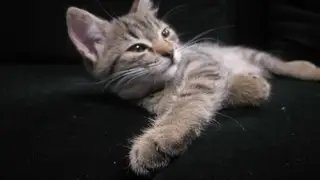 Найдена кошка в Витебске — СРОЧНО!