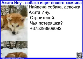 Найдена собака в Витебске — фото объявления