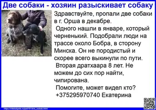 Найдена собака в Витебске — Здравствуйте, пропали две собаки в г. Орша в декабре.