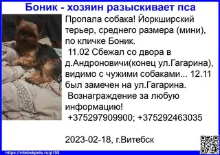Найдена собака в Витебске — фото объявления